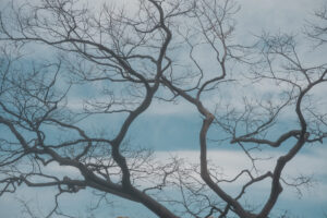 写真作品