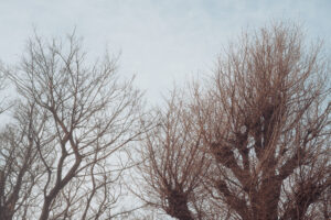 写真作品
