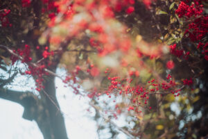 写真作品