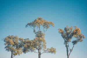 写真作品