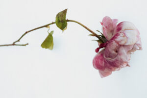 写真作品