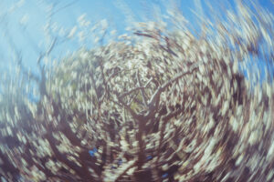 写真作品