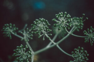写真作品