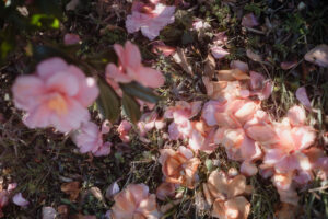 写真作品