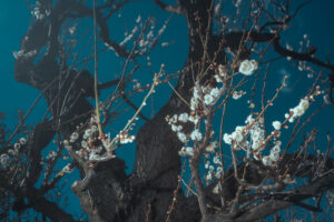 写真作品