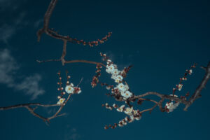 写真作品