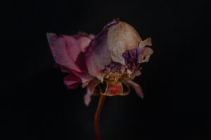 写真作品