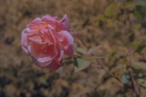 写真作品