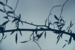 写真作品
