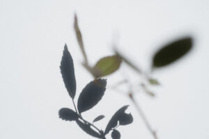 写真作品