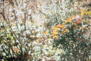 写真作品
