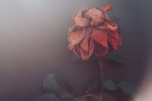 写真作品