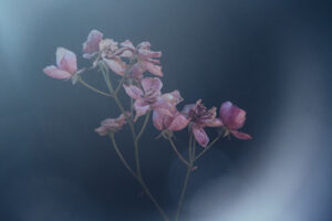 写真作品