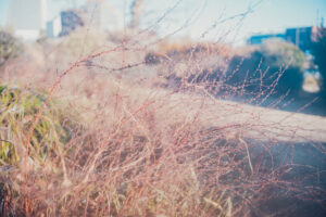 写真作品