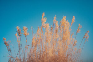 写真作品