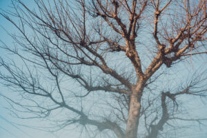 写真作品