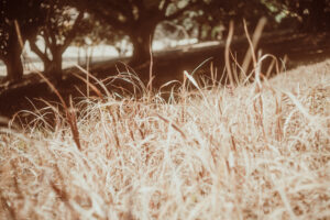 写真作品
