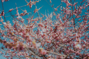 写真作品