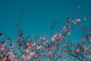 写真作品