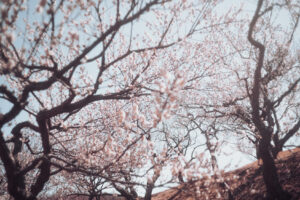 写真作品