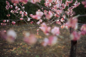 写真作品