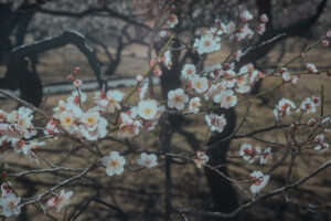 写真作品