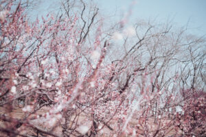 写真作品