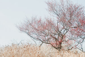 写真作品