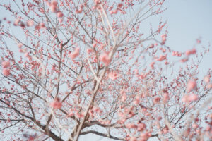 写真作品