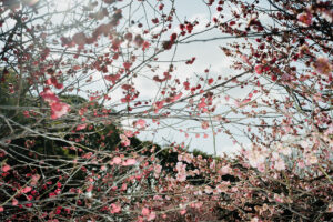 写真作品