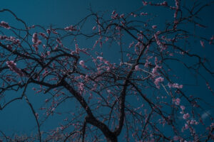 写真作品