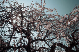 写真作品