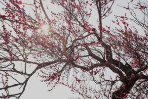 写真作品