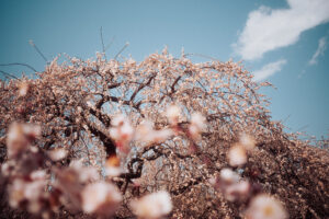 写真作品