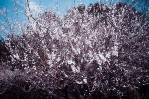 写真作品