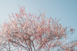 写真作品