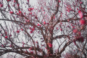 写真作品