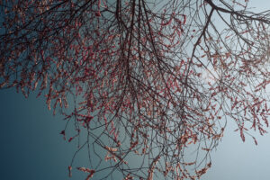写真作品