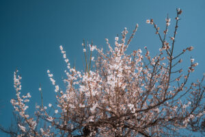写真作品