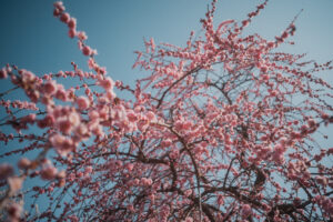 写真作品