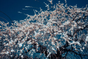 写真作品