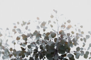 写真作品