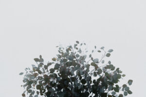 写真作品