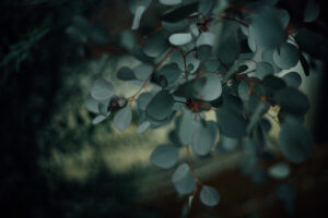 写真作品
