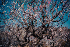 写真作品