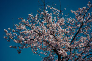 写真作品