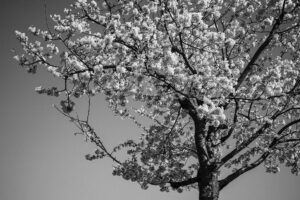 写真作品