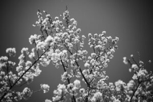 写真作品