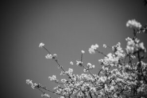 写真作品