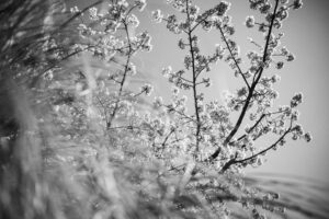 写真作品